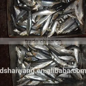 Frozen Sardine Supplier thumbnail-3