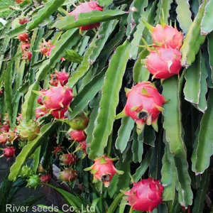 50g Chinese Tropical Fruit Seeds Hybrid Red Dragon Fruit Seed for Planting thumbnail-1