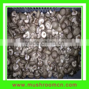 Hot Sale Smooth Surface Fresh Shiitake Mushroom thumbnail-1