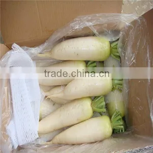 New Crop Fresh Radish From Shandong thumbnail-2