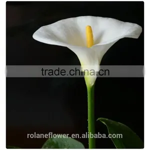 2016 Lastest Arriving Cut White Calla Lily Flower for Selling thumbnail-5