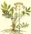 Valerian Root Extract thumbnail-1