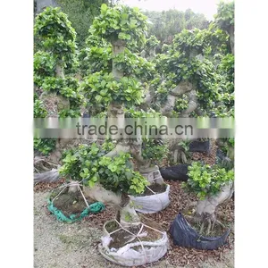 Indoor&outdoor Big Ficus S Shape thumbnail-1