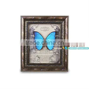 FOUSEN(046) Nature& Art Preserved Blue Morpho Vintage Frame thumbnail-1
