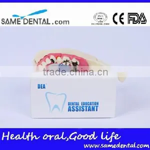Hemi Mandible Anatomical Model Dental Eduction Assitant No. DEA-18 thumbnail-4