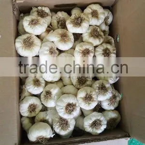 FRESH NORMAL WHITE GARLIC EXPORT 4.5 CM , EGYPT. thumbnail-3