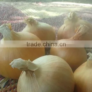 Yellow Onions thumbnail-1