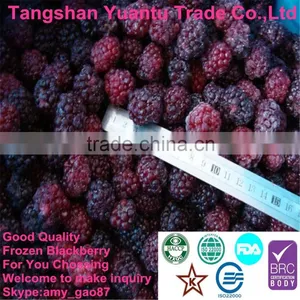 2014 Season Frozen Blackberry, Best Quality For Our Customers thumbnail-1