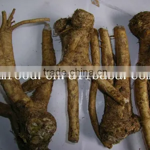 Horseradish Root thumbnail-1