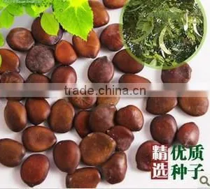 2015 Gleditsia Sinensis Lam Seeds For Growing thumbnail-5