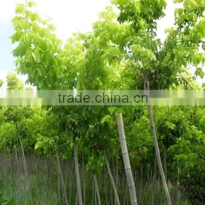Sugar Maple Seedling thumbnail-4