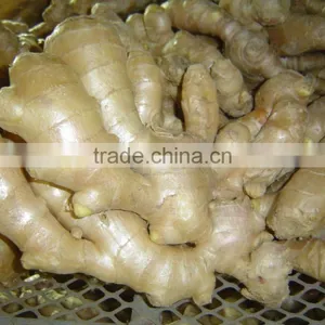 Fresh Semi-air Dried Ginger thumbnail-5