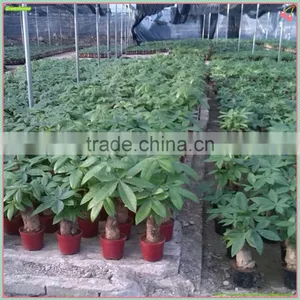 Pachira Macrocarpa thumbnail-1