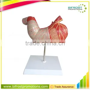 Handmade Medical Human Body Anatomy Stomach Model thumbnail-1