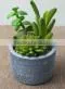 SJ10181201 Wholesale All Types Of Artificial Cactus Plants thumbnail-4