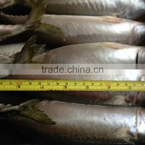 Pacific Mackerel 400~600g thumbnail-6
