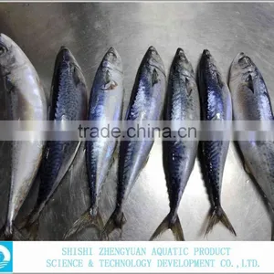 Frozen Fish Frozen Mackerel thumbnail-2