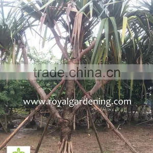Pandanus Utilis High 4-5m thumbnail-1