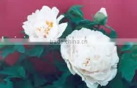 Tree Peony Plant Root Chu Er Huang thumbnail-1