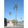 Palm Cell Tower thumbnail-1