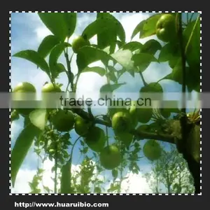 Natural Apple Extract Polyphenols 50% thumbnail-1