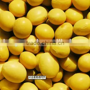 NONE GMO Soybean thumbnail-1