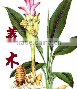 Pure Natural Zedoary Turmeric Oil Essential Oil CAS.NO:977052-57-5 thumbnail-4