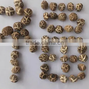 New List of Edible Spring Flower Mushroom thumbnail-1