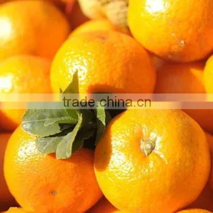 Honey Baby Orange thumbnail-1