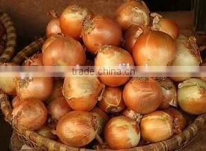 Fresh Shallot Onion thumbnail-1