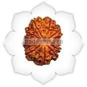 Twelve Mukhi Rudraksha thumbnail-1