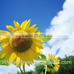Color Blue Fresh Cut Sunflowers For Wedding Decoration thumbnail-5