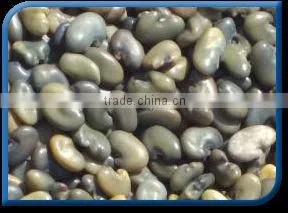Sunhemp Seed thumbnail-1