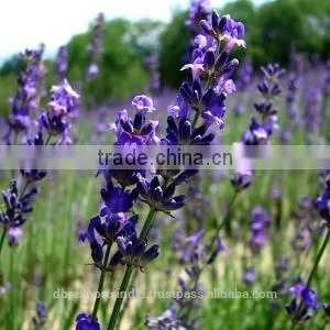 Lavender Oil (DSS) From India thumbnail-1