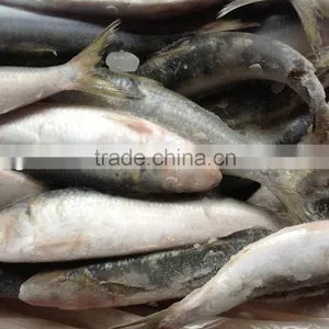 Frozen Food WR Sardine Fish 8-10pcs/kg for Canning thumbnail-2