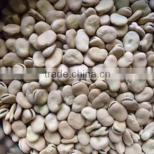 Price of Broad Beans / Faba Beans / Fava Beans for Cannery thumbnail-6