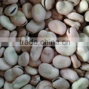 2016 Broad Beans for Cannery Fava Beans Price Faba Bean Wholesale thumbnail-6