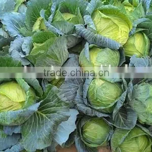 GIMEX VIETNAM FRESH CABBAGE CHEAP thumbnail-3