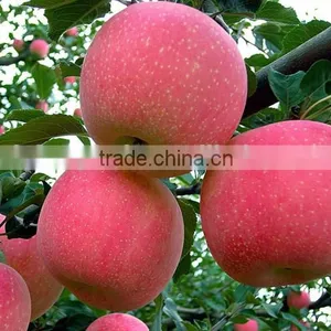 175# Fresh Fuji Apple thumbnail-2