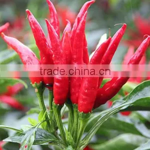 Hybrid F1 Pepper Seeds Hot Pepper Seeds for Growing-High Yield King thumbnail-1