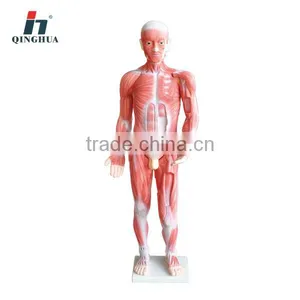 Human Muscular Male thumbnail-1