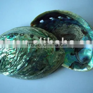 Good Quality Raw Material Abalone Paua Shell thumbnail-1