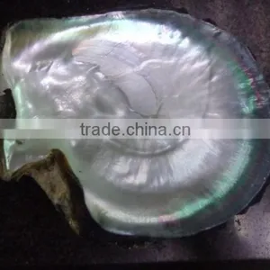 Big Black Lip Mother of Pearl Raw Shell Products thumbnail-2