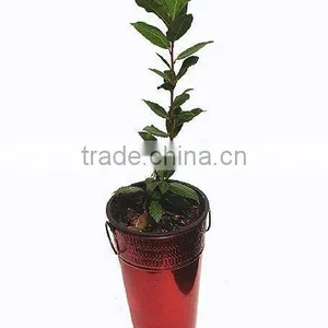 Holiday Container, Holiday Long Pail, Holiday French Bucket thumbnail-1