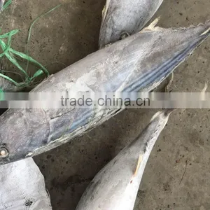 Seafrozen Sarda Sarda 1.5kg + thumbnail-3
