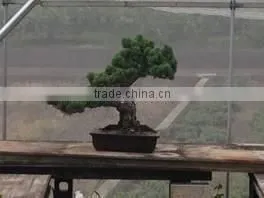 Professional and a Heart Feels Relaxed Bonsai Tree Price Tree With Eco-friendly Made in Japan thumbnail-1