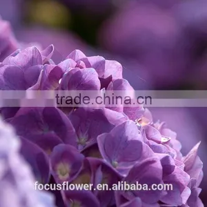 Cut Fresh Dark Purple Hydrangea Silk Flower Heads thumbnail-5