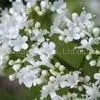 Valerian Extract thumbnail-1