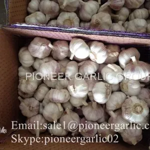 2017 Crop Snow Pure White Garlic 5.5cm In Carton Box thumbnail-2