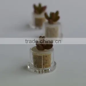 Miniplant "Pink Jade" Minisucculent Plant With Mobile Phone Strap thumbnail-1